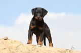 BEAUCERON - PUPPIES 126